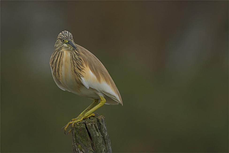 Garcilla cangrejera (Ardeola ralloides)